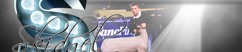 Skidgel Club Lambs